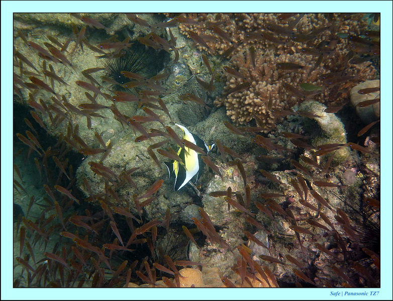 2011 - 03 - Koh Kradan 051
